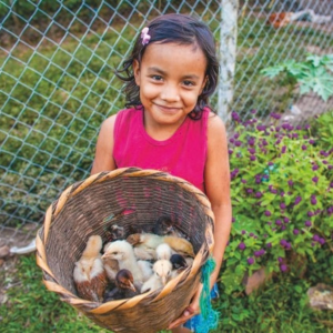 Baby Chicks