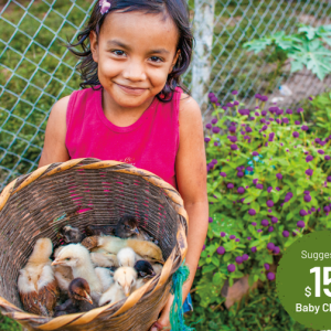 Baby Chicks